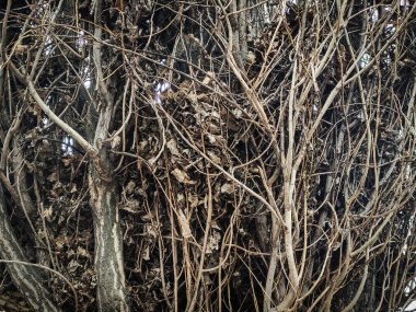 Büyüyen ağaç, gri tonlu fotoğraf