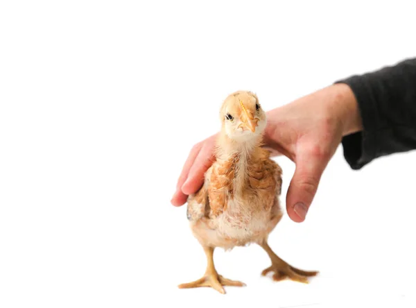 Chick Brown Beige Three Weeks Old Hand Catches Chick Hand — Stock Photo, Image