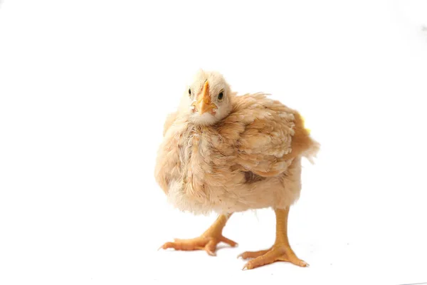 Chick Brown Beige Three Weeks Old Little Hen Isolated Chick — Stock Photo, Image