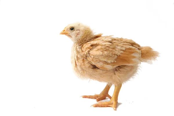 Chick Brown Beige Three Weeks Old Little Hen Isolated Chick — Stock Photo, Image