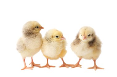 Üç haftalık tavuk, küçük tavuk, soyutlanmış civciv, beyaz arka planda civ