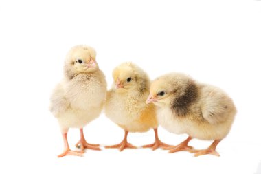 Üç haftalık tavuk, küçük tavuk, soyutlanmış civciv, beyaz arka planda civ