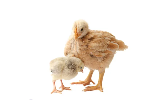 Haftalık Tavuk Küçük Tavuk Soyutlanmış Civciv Beyaz Arka Planda Civ — Stok fotoğraf
