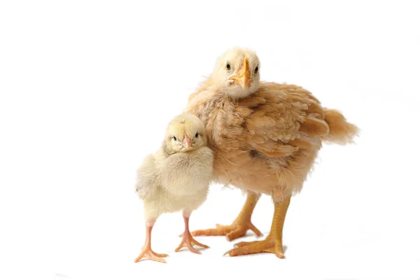 Цыпленок Коричневый Три Недели Маленькая Курица Изолированная Цыпочка Цыпленок Белом — стоковое фото