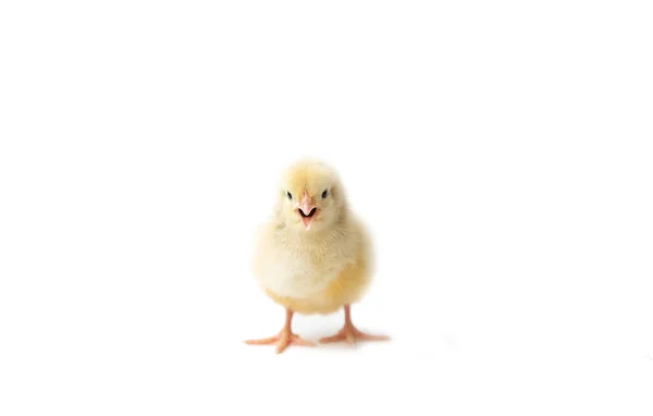 Haftalık Tavuk Küçük Tavuk Soyutlanmış Civciv Beyaz Arka Planda Civ — Stok fotoğraf