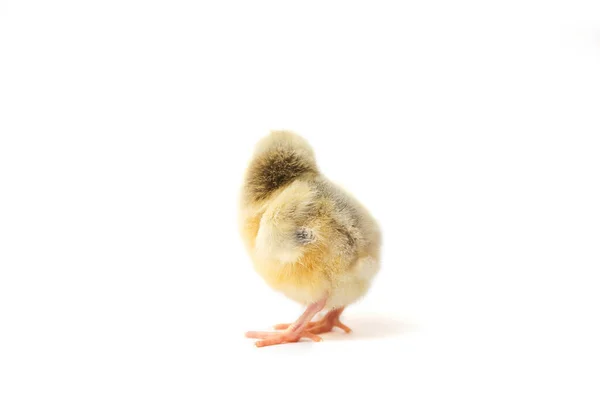 Chicken Brown Three Weeks Old Little Hen Isolated Chick Chick — Stock Photo, Image