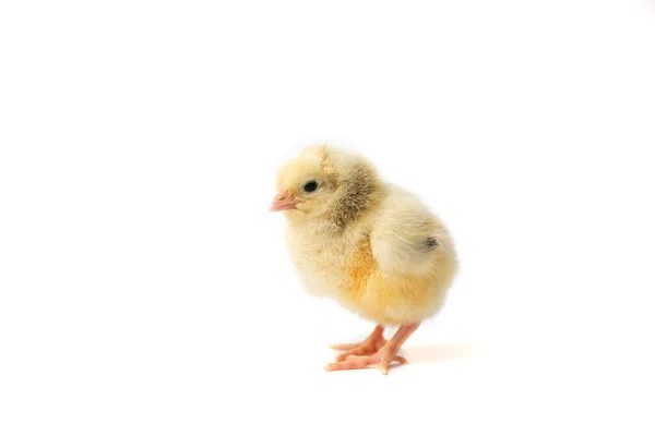 Chicken Brown Three Weeks Old Little Hen Isolated Chick Chick — Stock Photo, Image