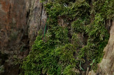 Yakından çekilmiş bir ağaçta yeşil yosun resmi.