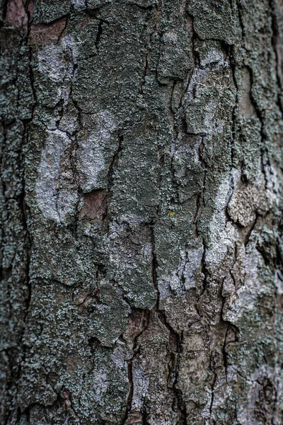 Дерево Текстура Деревянная Кора Серого Цвета — стоковое фото