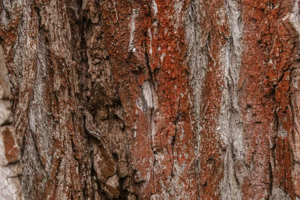 Дерево Текстура Древесины Кора Коричневый Красный Ветеринар — стоковое фото