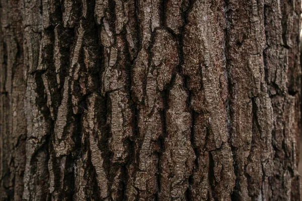 木の質感樹皮木製の茶色 — ストック写真