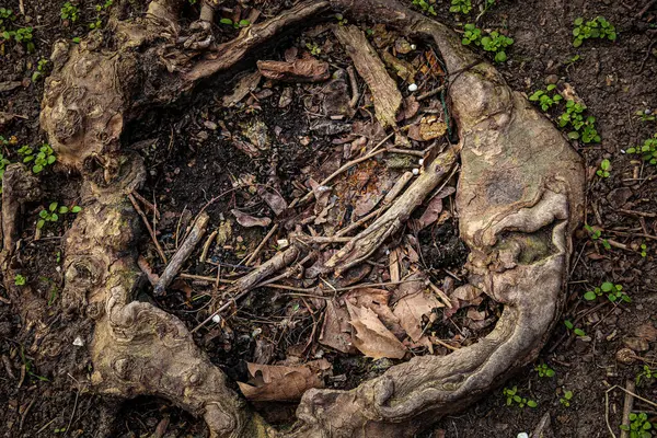 stock image circle circle with sticks on the ground