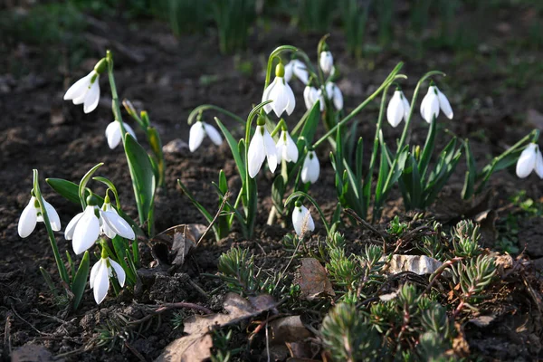 Spring Snowdrops Nature Ground — Stock Photo, Image
