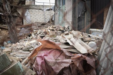 Terk edilmiş bir bölgede, ağların arkasında, üzgün gözlerle, hayvanların refahı ile ilgili sosyal bir fotoğrafla.