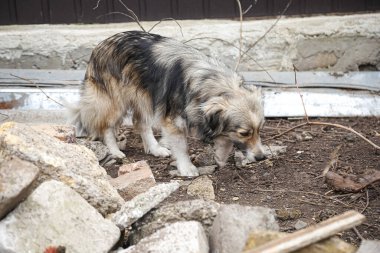 Terk edilmiş bir bölgede, ağların arkasında, üzgün gözlerle, hayvanların refahı ile ilgili sosyal bir fotoğrafla.