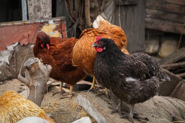 Tavuk kümesi, tavuk ve horoz yürüyüşü, tarım, küçük ve tavuk yürüyüşü