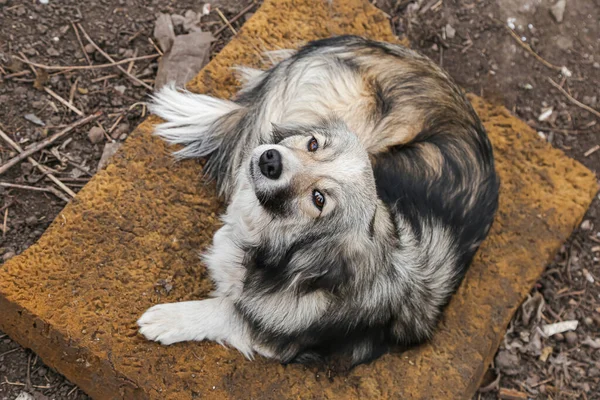 Obdachloser Hund Liegt Auf Matratze Freien — Stockfoto