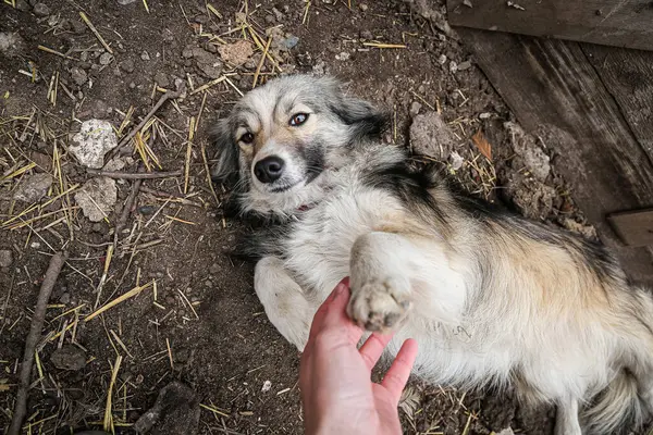 stock image the dog lies on the ground, playing with the dog, the hand waits for the dog's paw