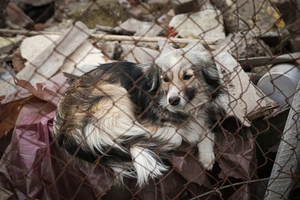 homeless dog in an abandoned area behind a net, with sad eyes, social photo about animal welfare