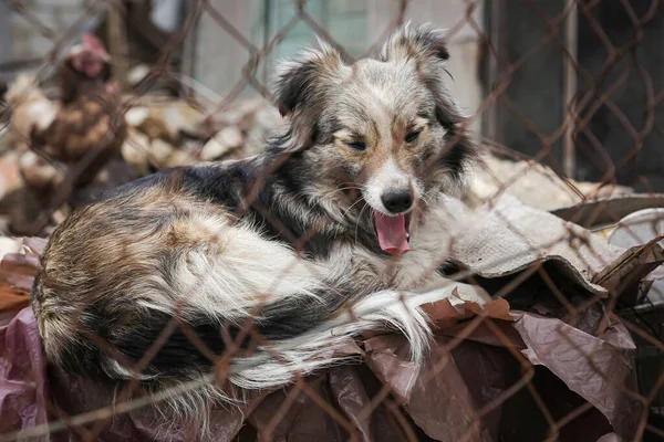 homeless dog in an abandoned area, the dog lies behind the net, a homeless stray animal, sad dog, lonely, the dog yawns