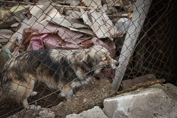a homeless dog in an abandoned area, a dog stands behind a net, a homeless stray animal, a sad dog, lonely,