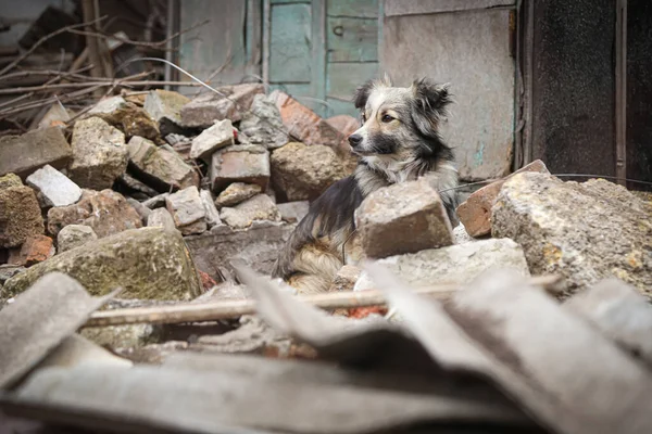 homeless dog in an abandoned area behind a net, with sad eyes, social photo about animal welfare