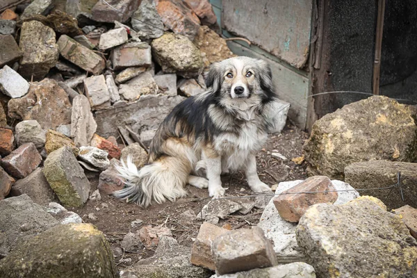 dog homeless in an abandoned area, homeless stray animal, sad dog, lonely, standing and looking. very sorry