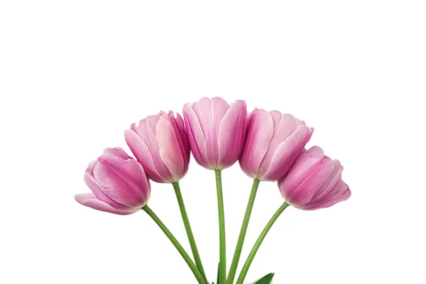 白い背景に分離された春の花ピンクのチューリップ — ストック写真