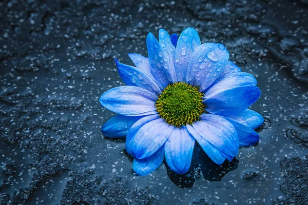 Beautiful blue flower on a black background with water, a flower with water drops. macro flower night