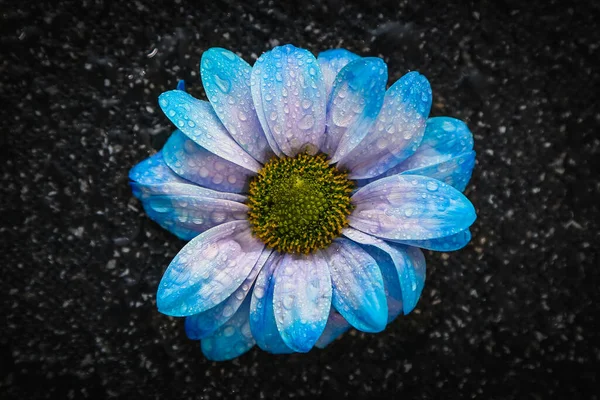 Beautiful blue flower on a black background with water, a flower with water drops. macro flower night