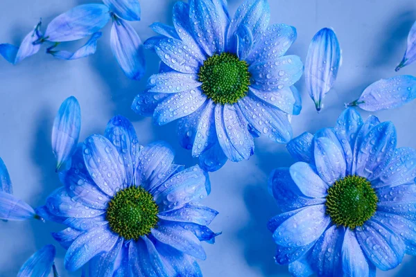 stock image flower flowers blue on water closeup with water drops