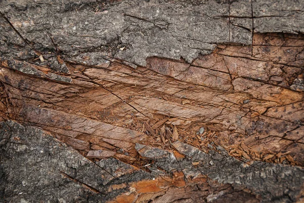 Φόντο Για Φωτογραφία Υφή Κούτσουρο Αποψίλωση Δέντρα Κόπηκαν Αποψίλωση Κομμένο — Φωτογραφία Αρχείου