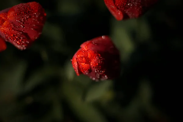Ένα Φωτεινό Κόκκινο Λουλούδι Τουλίπας Σταγόνες Μαύρο Φόντο Είναι Ένα — Φωτογραφία Αρχείου