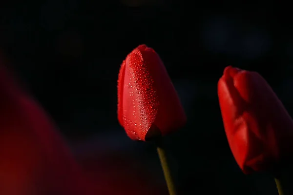 Siyah Arka Planda Kırmızı Bir Lale Çiçeği Bir Tutku Çiçeğidir — Stok fotoğraf
