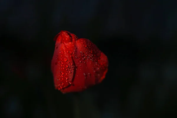 A bright red tulip flower in drops on a black background is a passion flower. The red tulip symbolizes strong, selfless, true love.