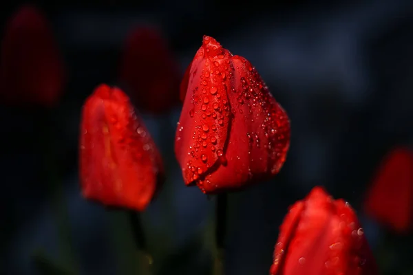 Eine Leuchtend Rote Tulpenblume Tropfen Auf Schwarzem Hintergrund Ist Eine — Stockfoto