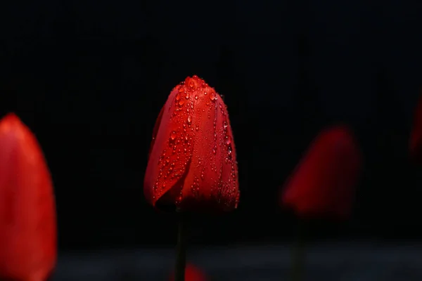 Una Flor Tulipán Rojo Brillante Gotas Sobre Fondo Negro Una — Foto de Stock