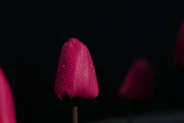 Tulip Purple Water Drops Black Background — Stock Photo, Image