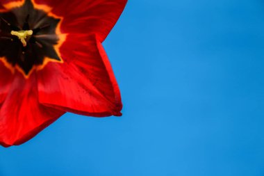 Mavi arka planda kırmızı bir laleye yakın plan ve mesaj için yer. Tatlı kırmızı laleler, bahar kırmızı çiçekleri