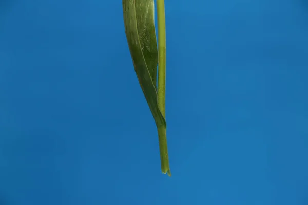 Tallo Tallo Tulipán Sobre Fondo Azul —  Fotos de Stock