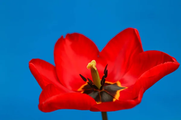 Close Red Tulip Blue Background Cute Red Tulips Spring Red — Stock Photo, Image