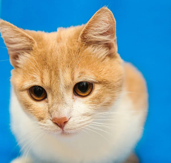 Kitten Cute red orange sits on a blue background