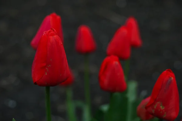 Κόκκινες Τουλίπες Στον Κήπο Ανοιξιάτικα Λουλούδια — Φωτογραφία Αρχείου
