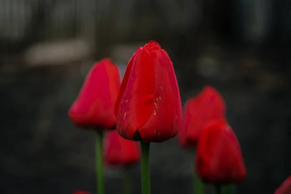 Red Tulips Garden Spring Flowers — Stock Photo, Image