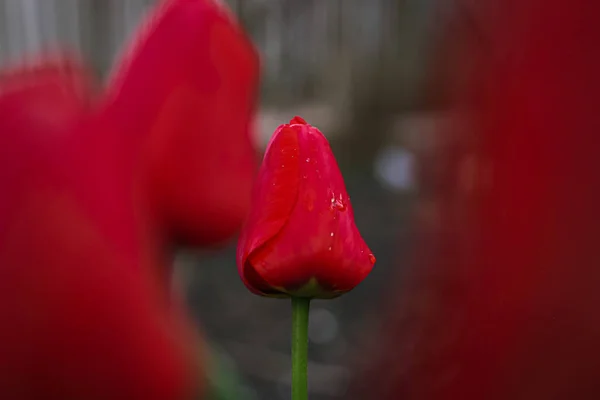 Κόκκινες Τουλίπες Στον Κήπο Ανοιξιάτικα Λουλούδια — Φωτογραφία Αρχείου