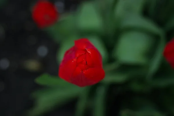 Κόκκινες Τουλίπες Στον Κήπο Ανοιξιάτικα Λουλούδια Κορυφαία Άποψη — Φωτογραφία Αρχείου