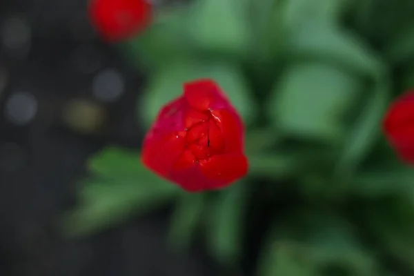 Κόκκινες Τουλίπες Στον Κήπο Ανοιξιάτικα Λουλούδια Κορυφαία Άποψη — Φωτογραφία Αρχείου