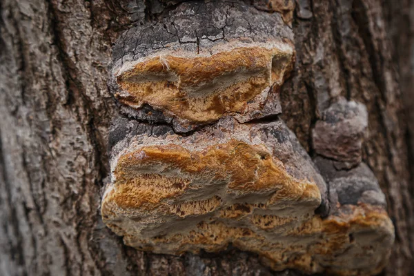 Рост Дереве Текстура Фотодерева — стоковое фото