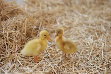 Samanlıkta küçük sarı ördek yavruları. Samanlıkta iki ördek yavrusu