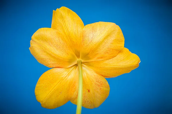 Zbliżenie Żółtego Tulipana Niebieskim Tle Słodkie Czerwone Tulipany Wiosenne Czerwone — Zdjęcie stockowe